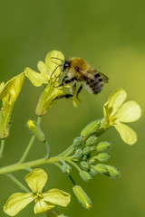 Foraging Bee