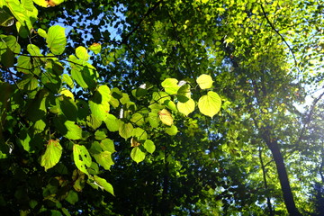 Dans la forêt, Lyon, France