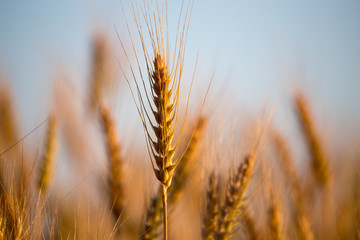 Fototapeta premium yellow ears of wheat at sunset in nature