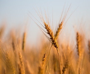 Fototapeta premium yellow ears of wheat at sunset in nature