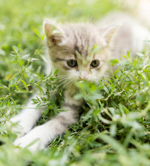 little kitten is walking in green grass outdoors