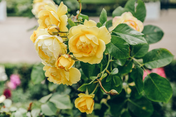Flowering yellow roses. Blurred background, bokeh. Nice garden flowers for prints, posters, design, covers, wallpapers, interior, cards, decoupage, invitations. Spring, summer, autumn plants.