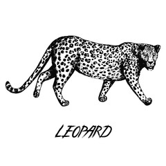 Hand drawn sketch style leopard. Vector illustration isolated on white background.