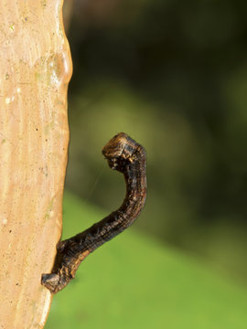 moth worm