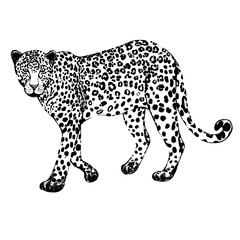 Hand drawn sketch style leopard. Vector illustration isolated on white background. © Ecaterina Sciuchina