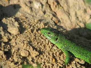 lizard on the sand