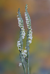 Autumn lady's-tresses (Spiranthes spiralis) wild orchid