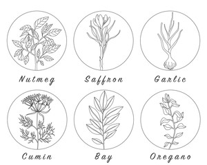 Set of spices, herbs and officinale plants icons. Healing plants.