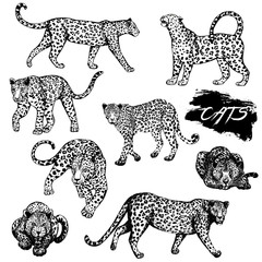 Set of hand drawn sketch style leopards. Vector illustration isolated on white background.