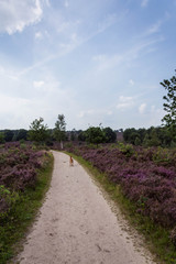 Fototapeta na wymiar Heide in bloei