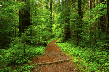 a picture of an Pacific Northwest forest trail