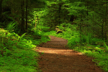 a picture of an Pacific Northwest forest trail