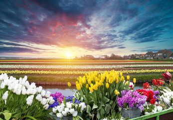 Fototapeta premium traditional Netherlands Holland dutch scenery with one typical windmill and tulips, Netherlands countryside