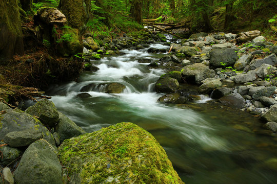 a picture of an Pacific Northwest rainforest fresh water stream 