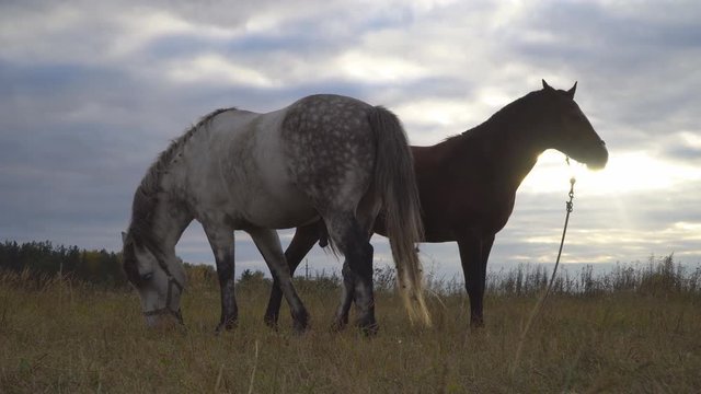 love game and courtship between  two horses on the autumn meadow