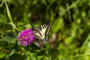 Butterfly - Papilio machaon, the Old World swallowtail - on a pink flower in the meadow; Imago with yellow wings, black vein markings and with a red eye spot at the end of the tails.