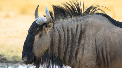 Tierbeobachtung in Namibia, Streifengnu 