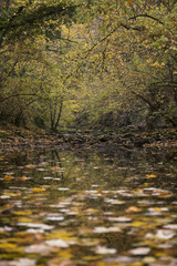 Obraz na płótnie Canvas Reflecting autumn leaves