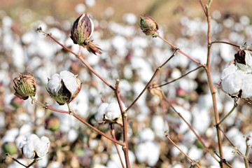cotton field