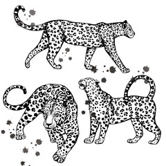 Set of hand drawn sketch style leopards. Vector illustration isolated on white background.