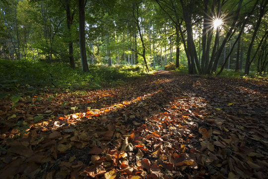Autumn forest scenery with sun  rays of warm light illumining a footpath leading into the woodland
