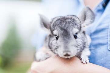 Chinchilla