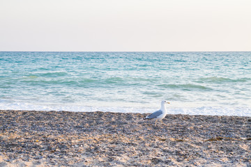 Bird Albatross on the sandy beach in the summer  at sunset