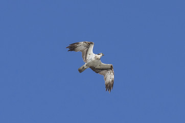 osprey, Pandion haliaetus