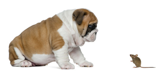 English bulldog puppy looking at a mouse, isolated on white