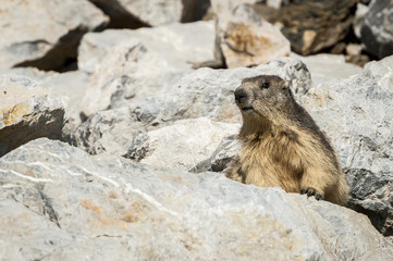 Marmotte