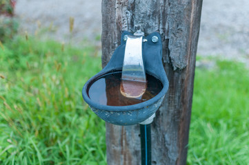 watering pot for cows