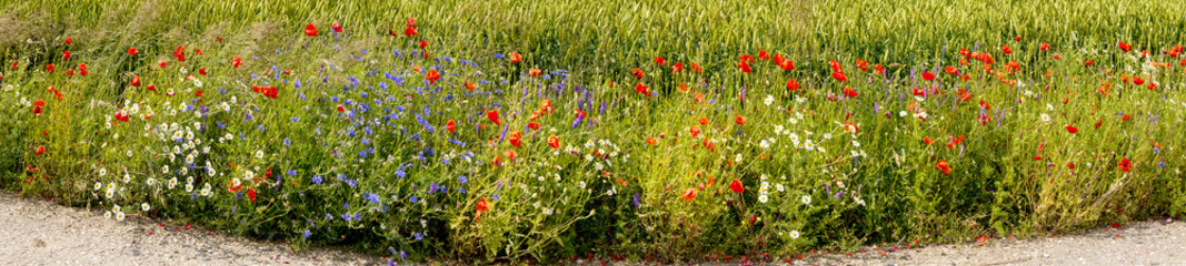 Flowers among field with ripening cereals, Europe