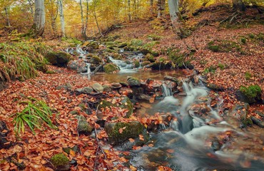 Fototapeta na wymiar rapid mountain river in autumn.
