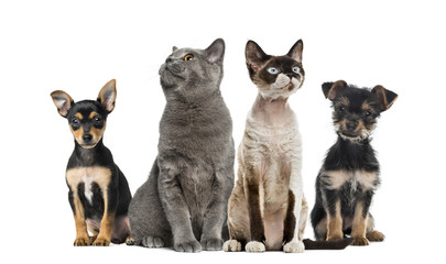 Group of cats and dogs sitting, isolated on white