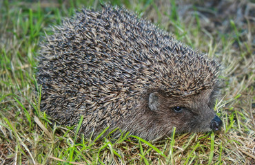Hedgehog in the garden.