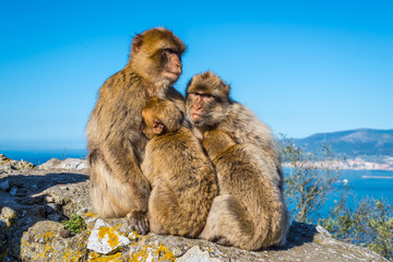 Fototapeta premium Barbary macaques family nestled to each other and thinking about the future on top of the Rock of Gibraltar