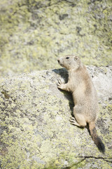 Petite marmotte sur un rocher