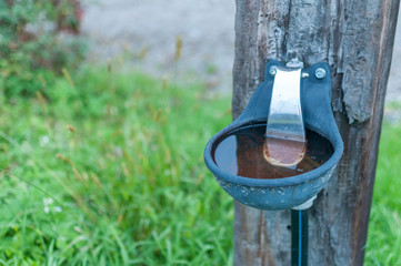 watering place for cows