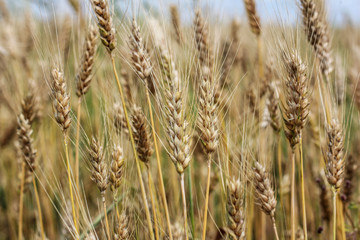 Fototapeta premium organic golden ripe ears of wheat in fiel