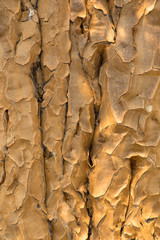 Stamm vom Köcherbaum, Namibia