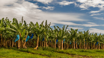 Obraz premium Banana plants plantation