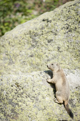 Marmotte sur un rocher