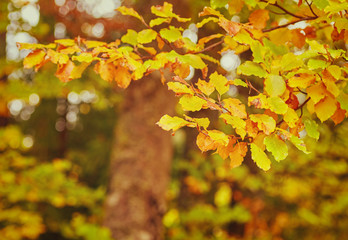 background texture of yellow leaves