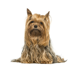 Yorkshire terrier stting, isolated on white