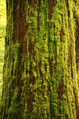 a picture of an Pacific Northwest rainforest old growth Western red cedar tree