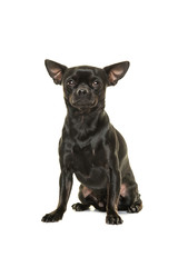 Pretty black chihuahua dog sitting isolated on a white background
