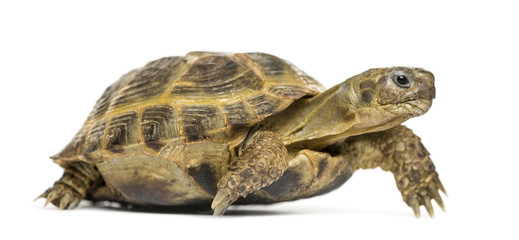 Obraz premium Turtle walking, isolated on white