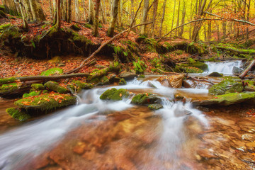 Fototapeta premium rapid mountain river in autumn.