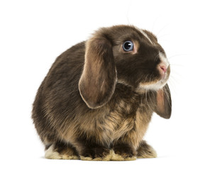 Mini lop rabbit standing, isolated on white