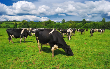 Fototapeta premium Cows grazing on a green summer meadow. Livestock in the pastures near Porva, Vinye in Bakony Mountain and Forest, Hungary